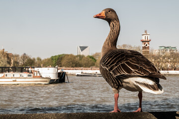 The wild greylag goose resting on stone wall on embankment of the river Thames in the downtown of London. The greylag goose Anser anser is a species of large goose in the waterfowl family Anatidae. - obrazy, fototapety, plakaty