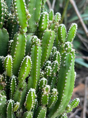 close up view of cactus growing in the garden
