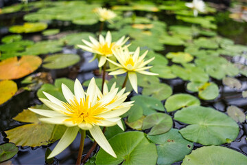 黄色の睡蓮
