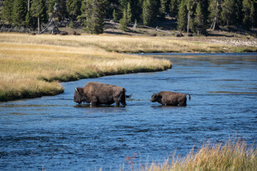 Adult Bison Leading Young Bison Across Firehole River in Yellowstone National Park, Wyoming