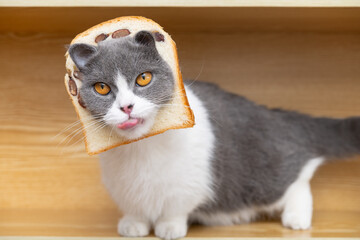 a cut british shorthair cat with slice of bread on the head