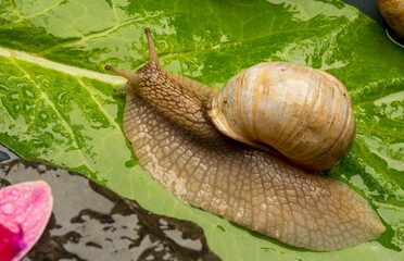 snail on a leaf