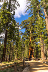 Grizzly Giant in Mariposa Grove, Yosemite National Park.