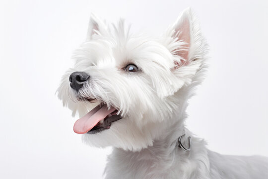 Close-up of a highland terrier's face
