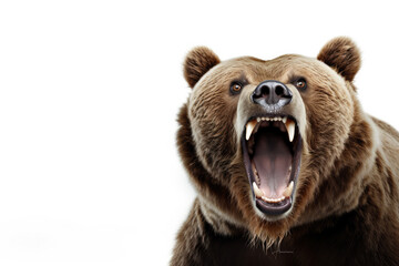 Obraz premium Close up of a grizzly bear's face 
