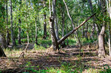 Old Rotted Tree Falls among Healthier Ones in Lake Fausse Pointe State Park, Louisiana, USA