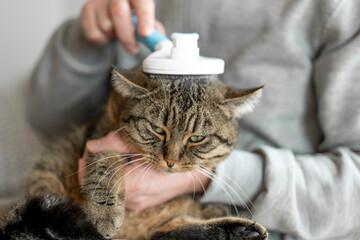 Cat grooming.Gray tabby cat combing process.man combs a gray tabby cat .cat gnaws a brush for...