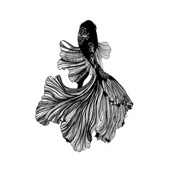 Betta Fish (Siamese Fighting Fish) Digital Drawing