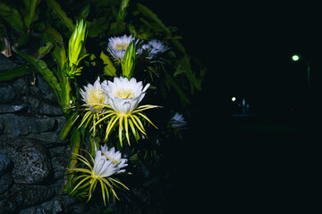 伊是名島の真夜中に咲くドラゴンフルーツ1