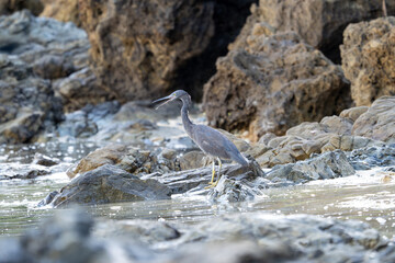 やんばるの海岸線のクロサギ