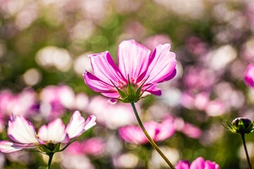 コスモス
