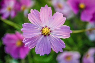 Obraz premium コスモス