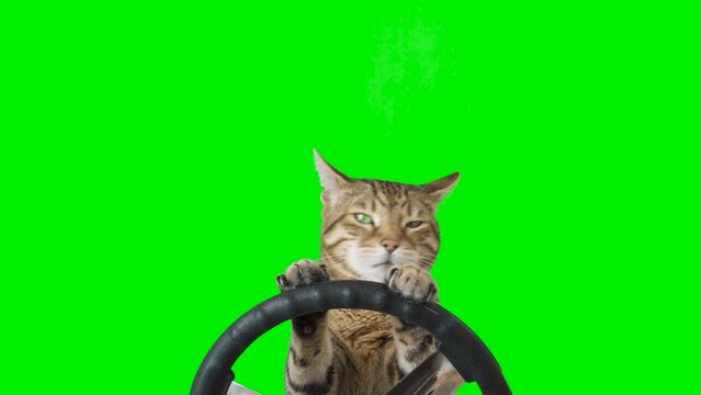 Cat sitting behind a steering wheel facing forward on green screen isolated with chroma key, real shot. Bengal cat driving a car.