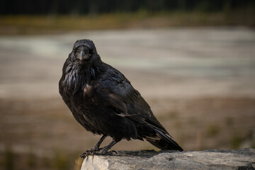 Black crow staring at the camera. - Powered by Adobe