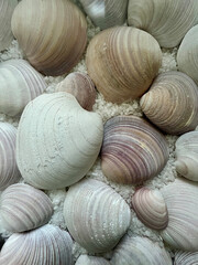 A group of seashells on a bed of sand. The shells are varying shades of white, pink, and purple.