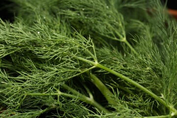 Fresh green dill with water drops as background, closeup