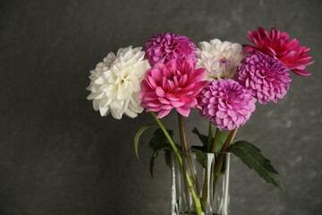 Bouquet of beautiful Dahlia flowers near dark grey wall, closeup