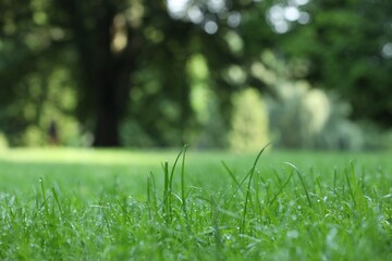 Fresh green grass with water drops growing on meadow in summer, closeup