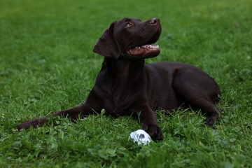 Adorable Labrador Retriever dog with ball on green grass in park