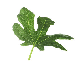 One green leaf of fig tree isolated on white