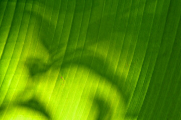 Closeup of banana leaf with leaf shadows 