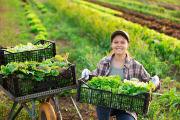 Girl works on plantation garden bed, cuts bunches of garden cress salad and puts them in box for...