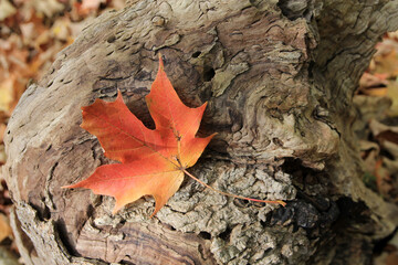 Colorful maple leaf on wood