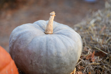 pumpkin sitting on a bale of straw. detail.