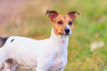 A cute Jack Russell Terrier dog walks in nature. Pet portrait with selective focus and copy space