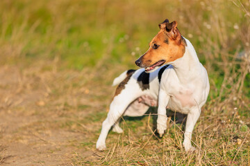 A cute Jack Russell Terrier dog walks in a clearing in the forest. Pet portrait with selective focus and copy space
