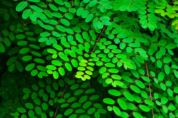 Natural green leaves for backgrounds
