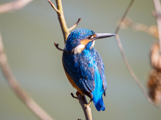 日向ぼっこをしているカワセミ