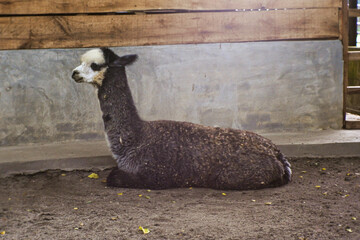 Alpaca brown white black outdoor farm animal mammal beast summer cute funny.