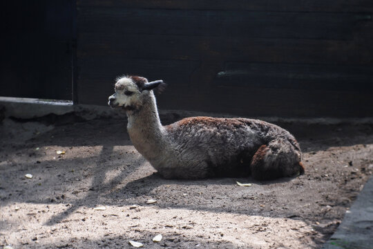 Alpaca brown white black outdoor farm animal mammal beast summer cute funny.