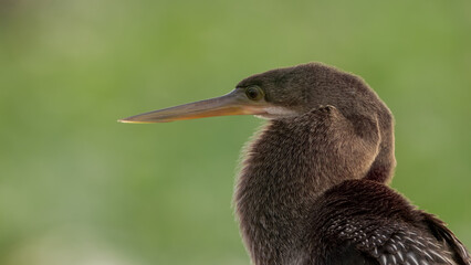 close up of the head of an anhinga bird at the everglades
