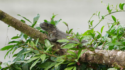 black spiny-tailed iguana bobbing its head while resting on a branch