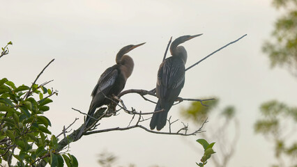 sunrise shot two anhinga birds perching in a tree at the everglades