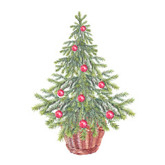 Watercolor green christmas tree with red toys ball and basket isolated on white background. Forest evergreen fir or pine for sticker or card. Hand-drawn clipart for new year celebration or wrapping
