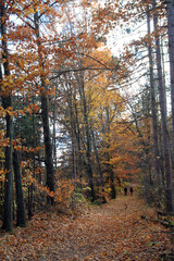 Fall landscape with colorful  trees in forest