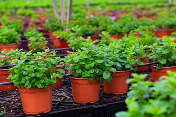 Fototapeta na wymiar Image of a fragrant organic mint growing in pots in a greenhouse.