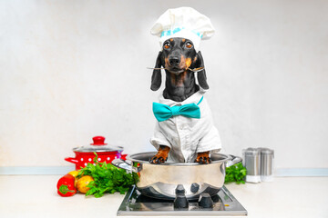 Dachshund dog chef in cook uniform, cap, bow tie sits in saucepan on kitchen stove, holds spoon in...