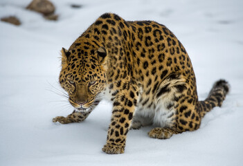 Amur Leopard