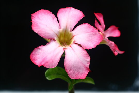 Adenium obesum, more commonly known as a desert rose, is a poisonous species of flowering plant belonging to the tribe Nerieae of the subfamily Apocynoideae of the dogbane family, Apocynaceae