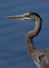 Close-up of a great blue heron, seen in the wild in a North California marsh