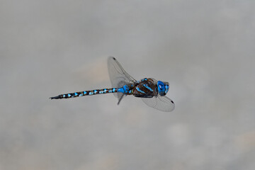 Close-up of a dragonfly in flight, seen in the wild in North California