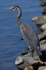 Great blue heron opening his beak, seen in the wild in a North California marsh