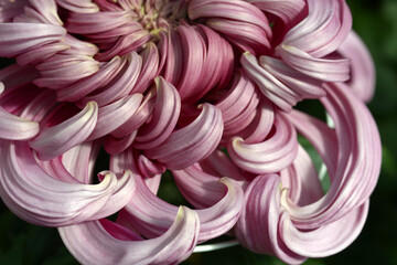 菊の花びら　花模様