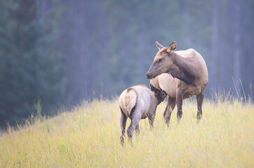 A calf nursing from a cow elk 