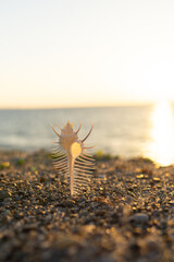 夕日と砂浜の貝殻