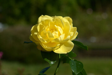 エミール・ノルデ　バラの花